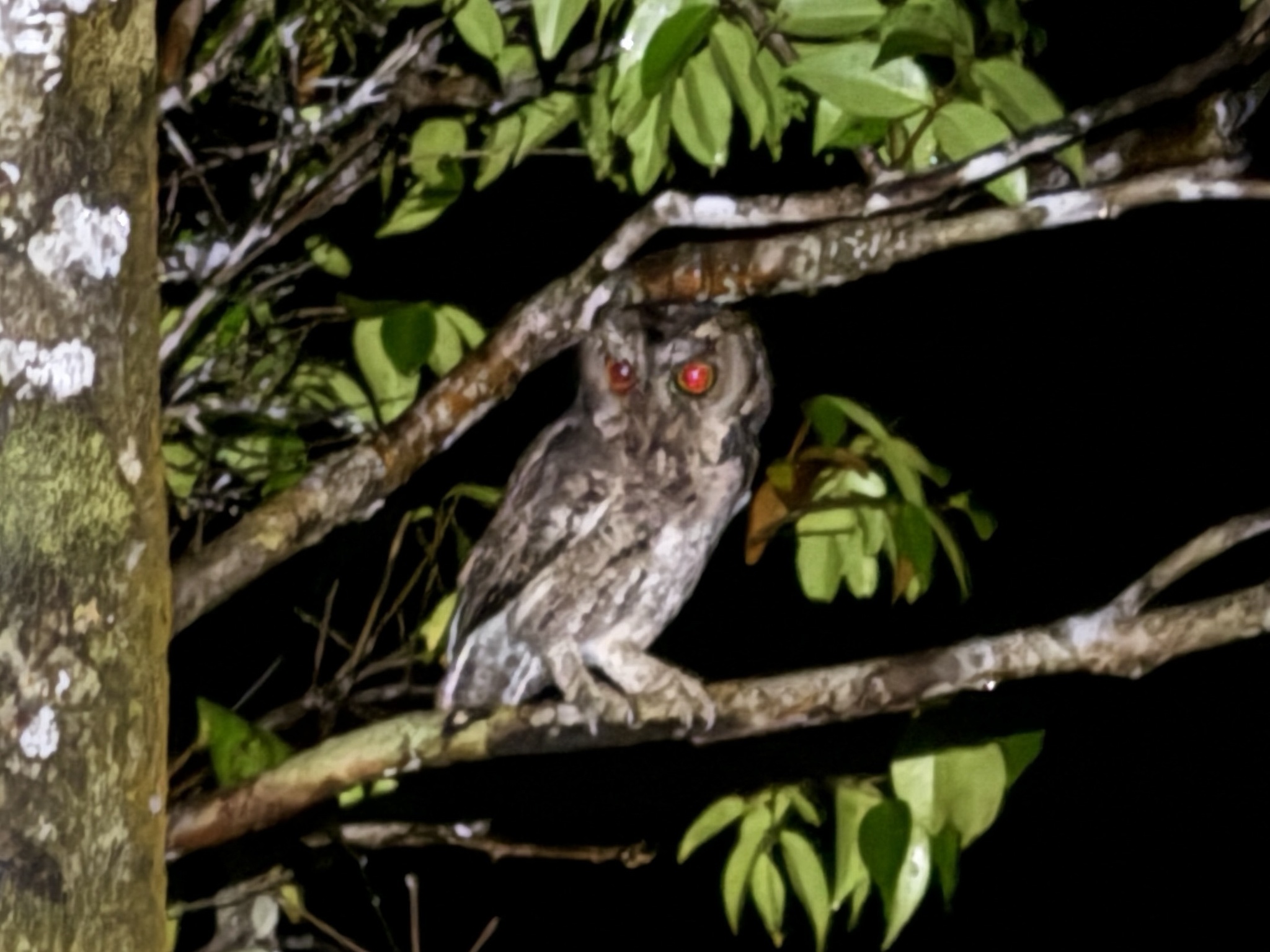 Sunda Scops Owl (Otus lempiji), photo 7