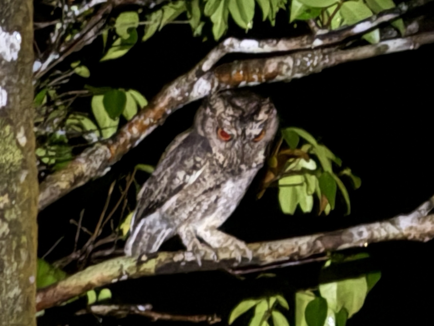 Sunda Scops Owl (Otus lempiji), photo 8