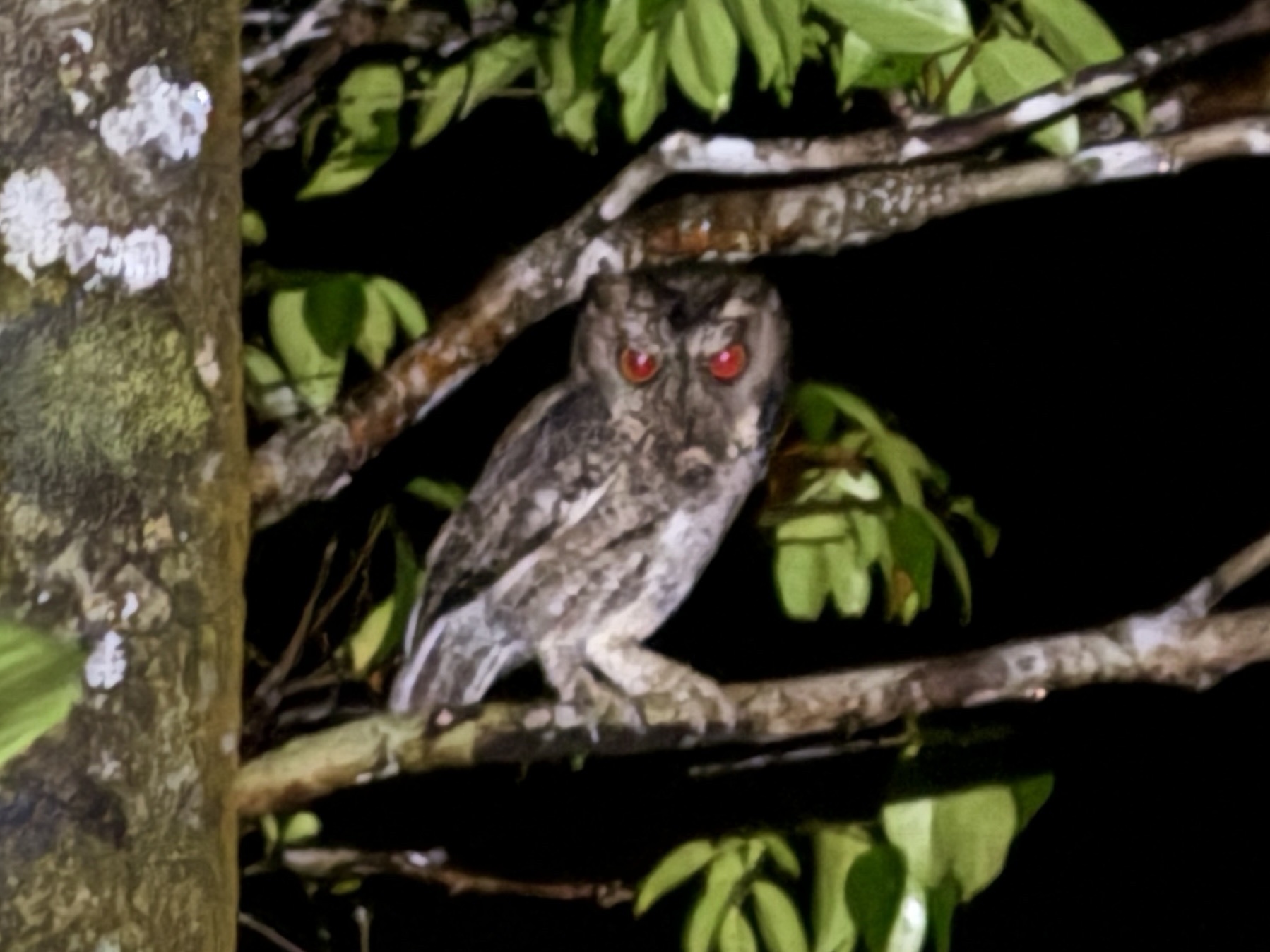 Sunda Scops Owl (Otus lempiji), photo 9