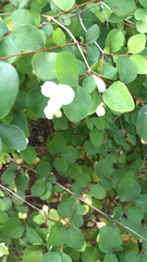 Symphoricarpos albus