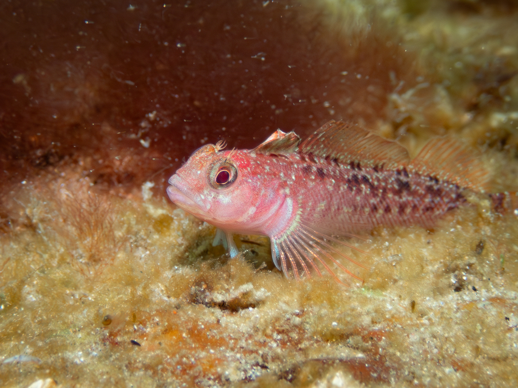 Multifid triplefin (Forsterygion gymnotum) — Tripterygiidae