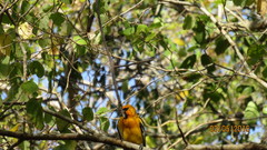 Icterus pustulatus graysonii