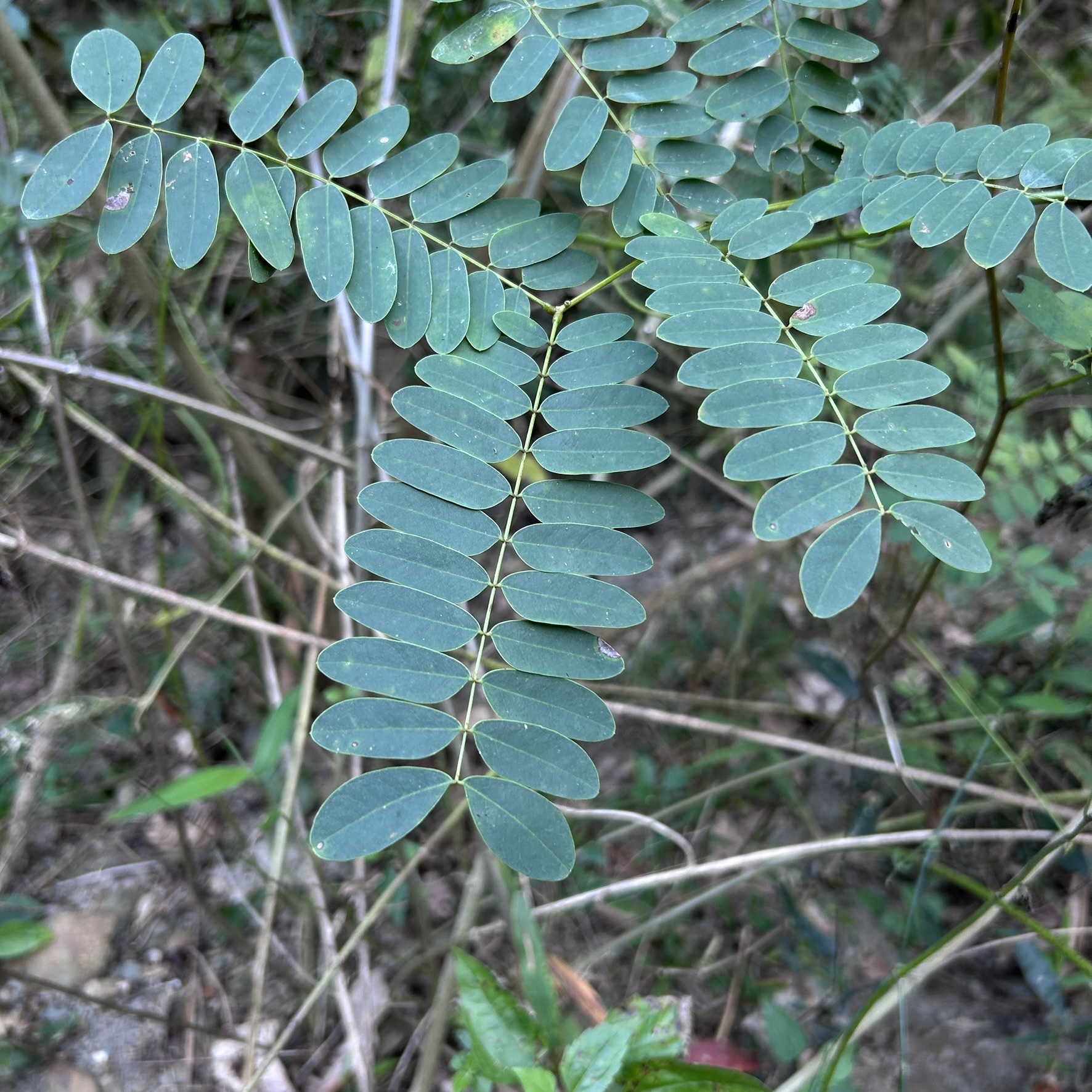 Imagem de Albizia