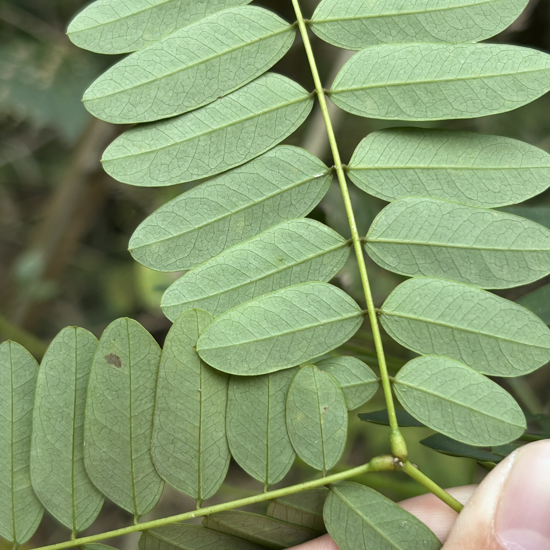 Imagem de Albizia