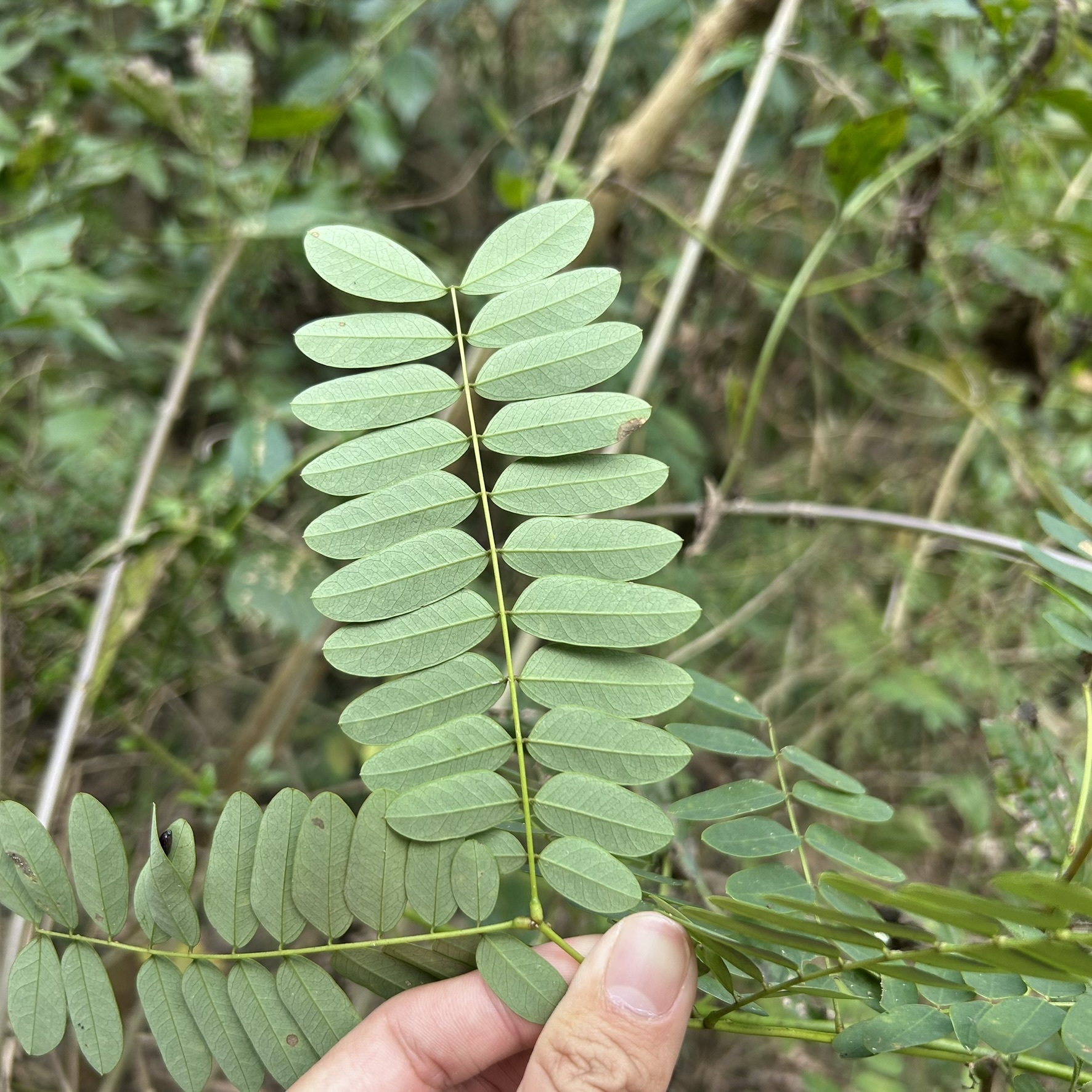 Imagem de Albizia