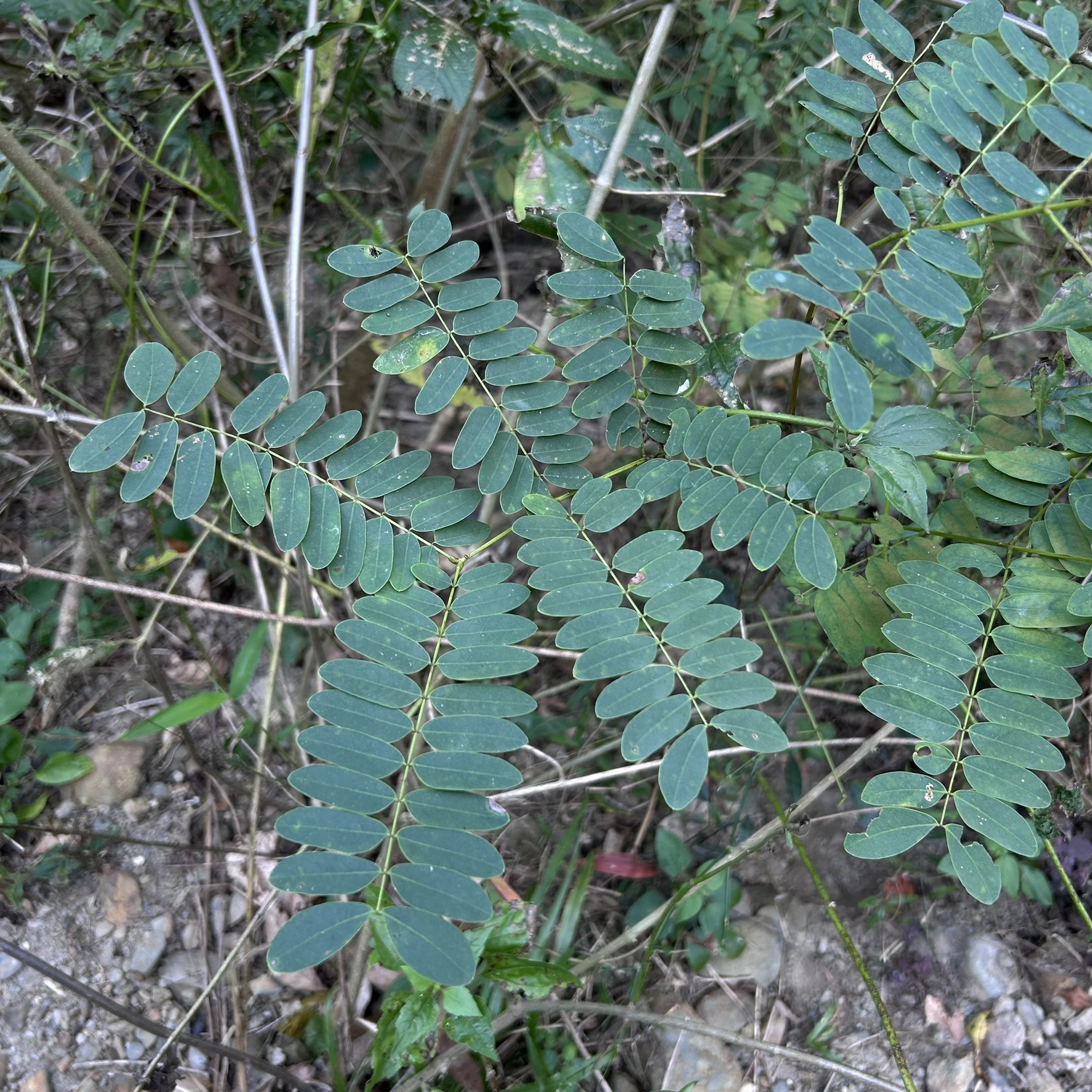 Imagem de Albizia