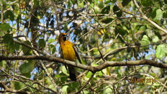 Icterus pustulatus graysonii