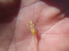 Oxalis eckloniana-nidulans