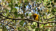 Icterus pustulatus graysonii