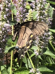 Papilio glaucus