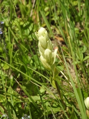 Castilleja septentrionalis