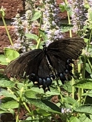 Papilio glaucus
