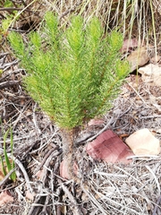 Euryops abrotanifolius