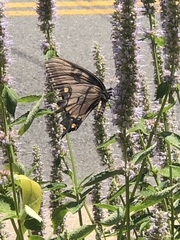 Papilio glaucus