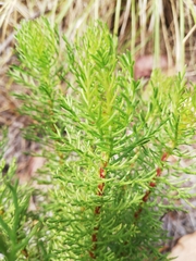 Euryops abrotanifolius