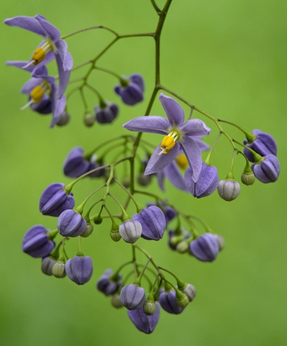Brazilian Nightshade