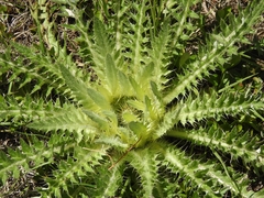 Cirsium tioganum