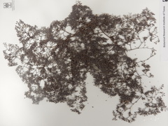 Paronychia lindheimeri