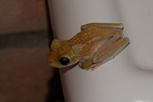 Drylands Tree Frog, Boana xerophylla