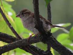 Passer domesticus