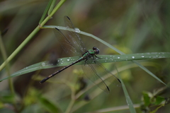 Erpetogomphus viperinus