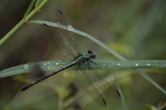 Erpetogomphus viperinus