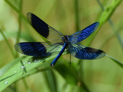 Calopteryx splendens