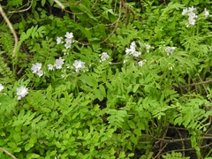 Polemonium pulcherrimum delicatum