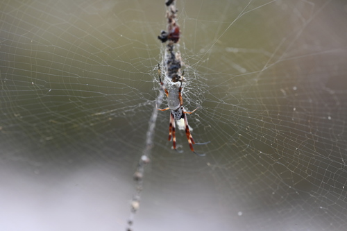 Australian Golden Orbweaver photo 4