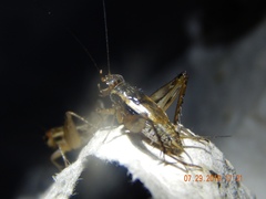 Allonemobius fasciatus