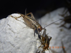 Allonemobius fasciatus