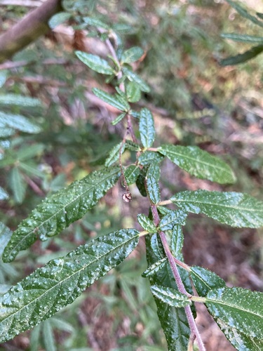 Wartleaf Ceanothus foliage