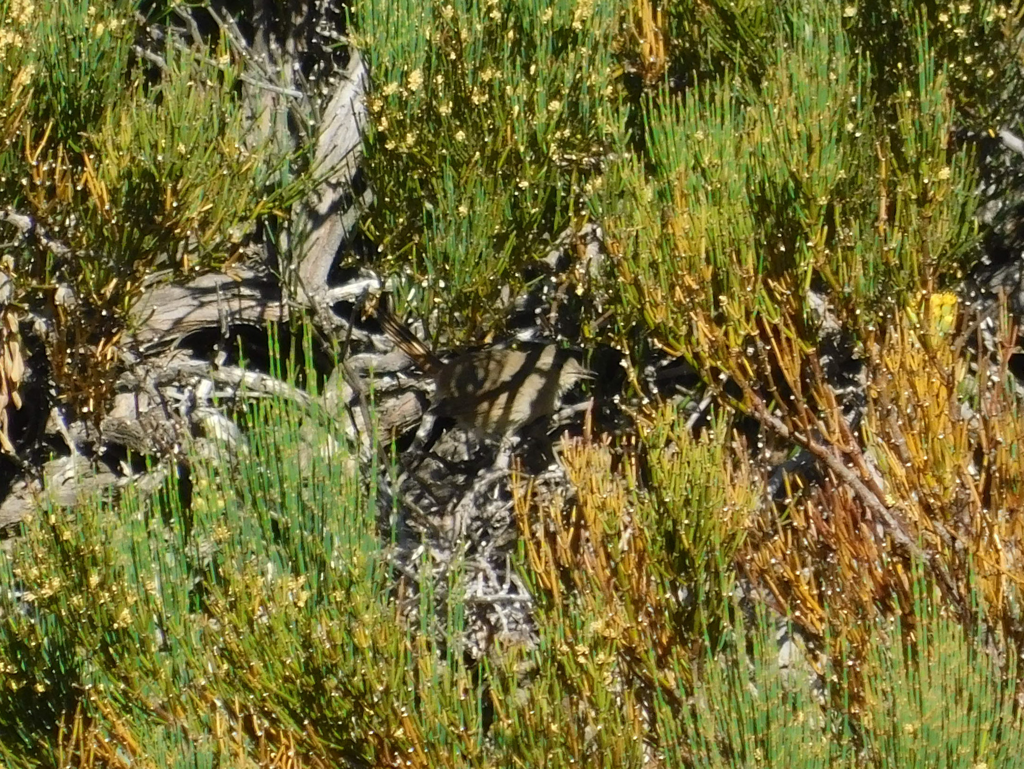 Sharp-billed Canastero (Asthenes pyrrholeuca), photo 5
