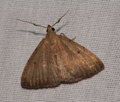 Zanclognatha protumnusalis