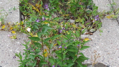 Solanum dulcamara