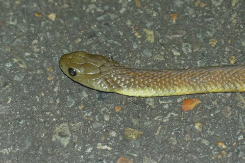 Tiger Snake sighting