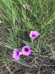 Ipomoea leptophylla