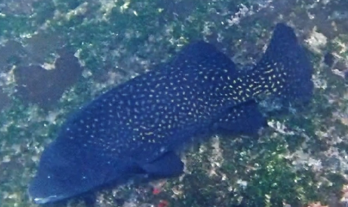 Pacific Beakfish