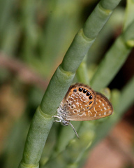 Brephidium pseudofea