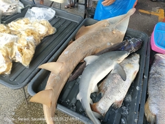 Clubnose Guitarfish photo 1