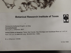 Paronychia lindheimeri