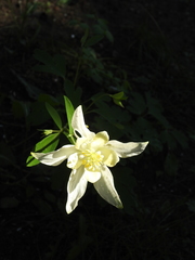 Aquilegia coerulea