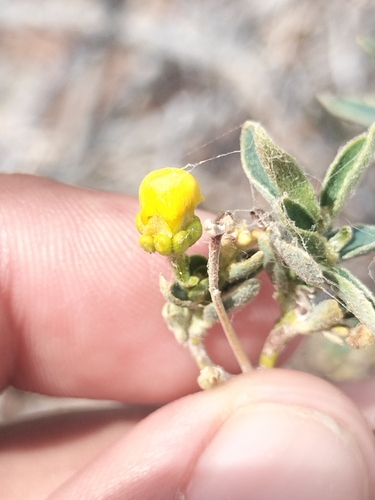 Image of Callaeum macropterum by no rights reserved