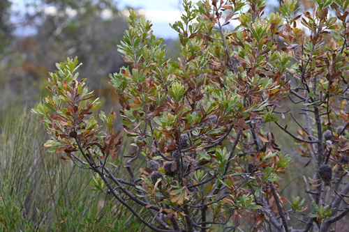 Image of Banksia ornata by (c) jraus, some rights reserved (CC BY-SA)