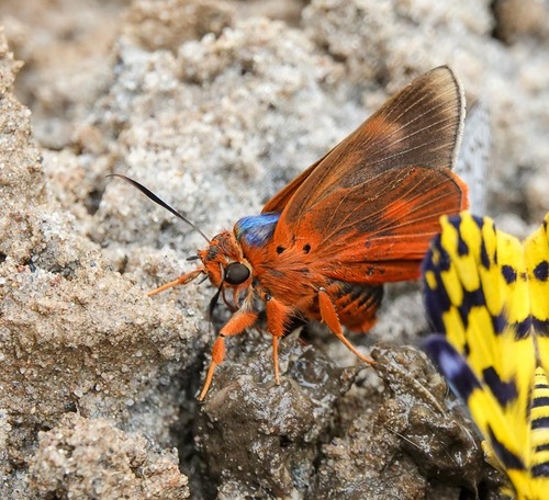 Branded Orange Awlet