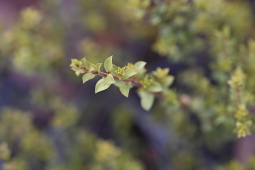 Image of Kunzea pomifera by (c) jraus, some rights reserved (CC BY-SA)