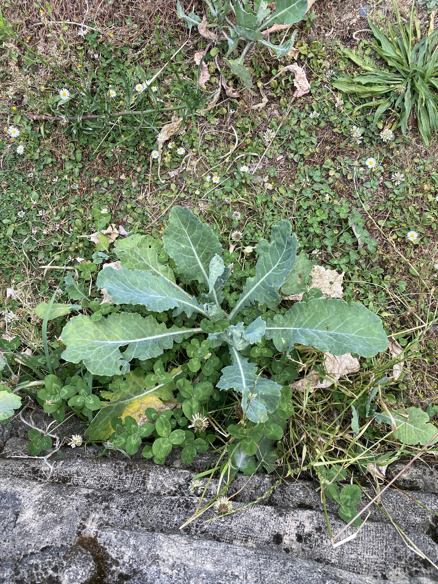 Cauliflower plant growing in a vegetable bed