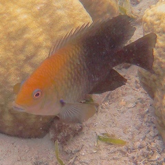 Hemiglyphidodon plagiometopon