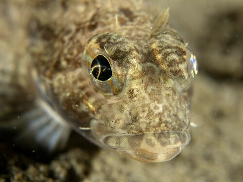 Yellowchin sculpin (Icelinus quadriseriatus) — Cottidae — 3