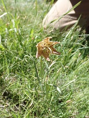 Fritillaria pinetorum